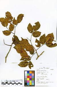 Image of Copaifera reticulata