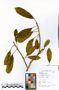 Sapium glandulosum image