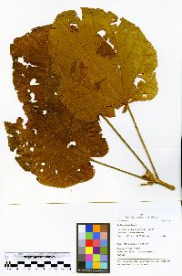 Matisia cordata image