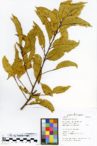 Image of Cryptocarya aschersoniana