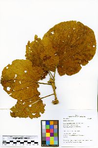 Matisia cordata image