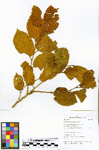 Luehea cymulosa image