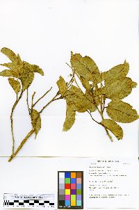 Myroxylon balsamum image