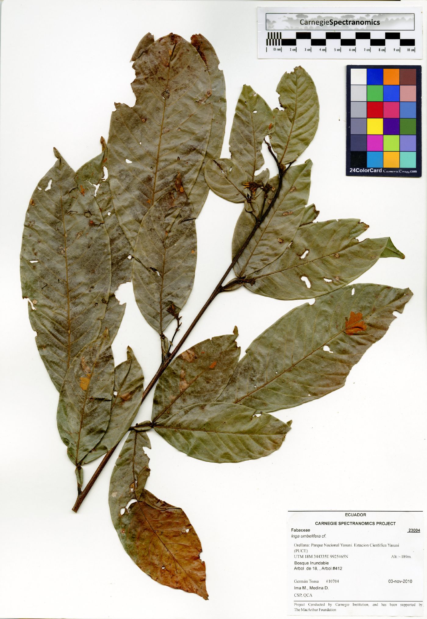 Inga umbellifera image