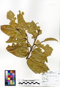 Ouratea amplifolia image