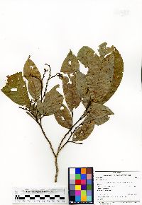 Inga umbellifera image