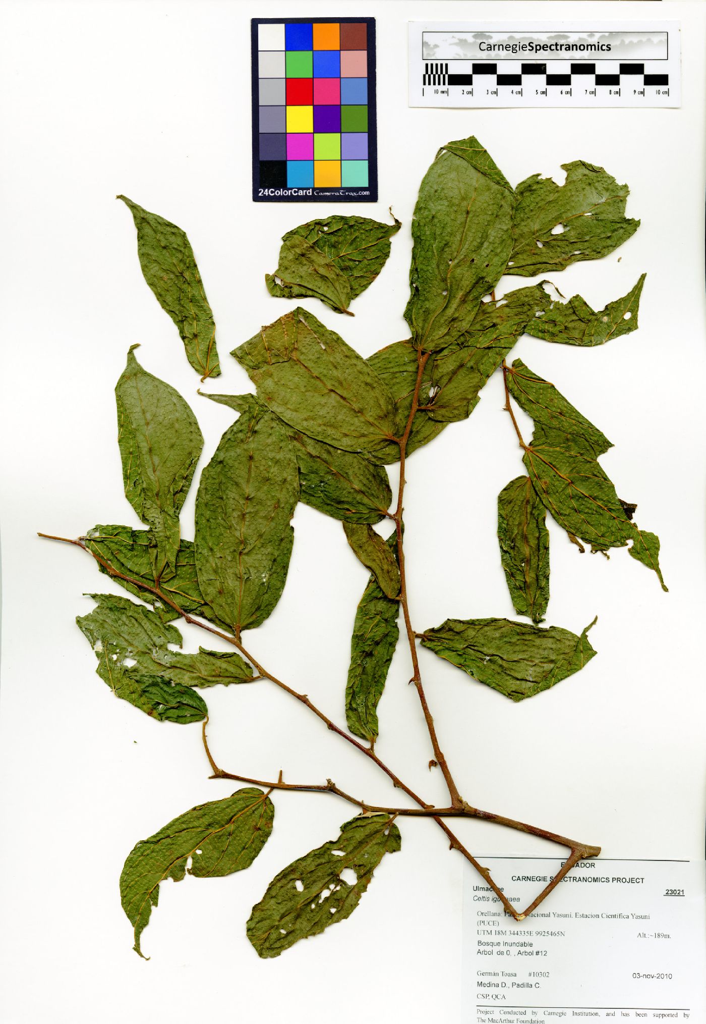 Celtis iguanaea image