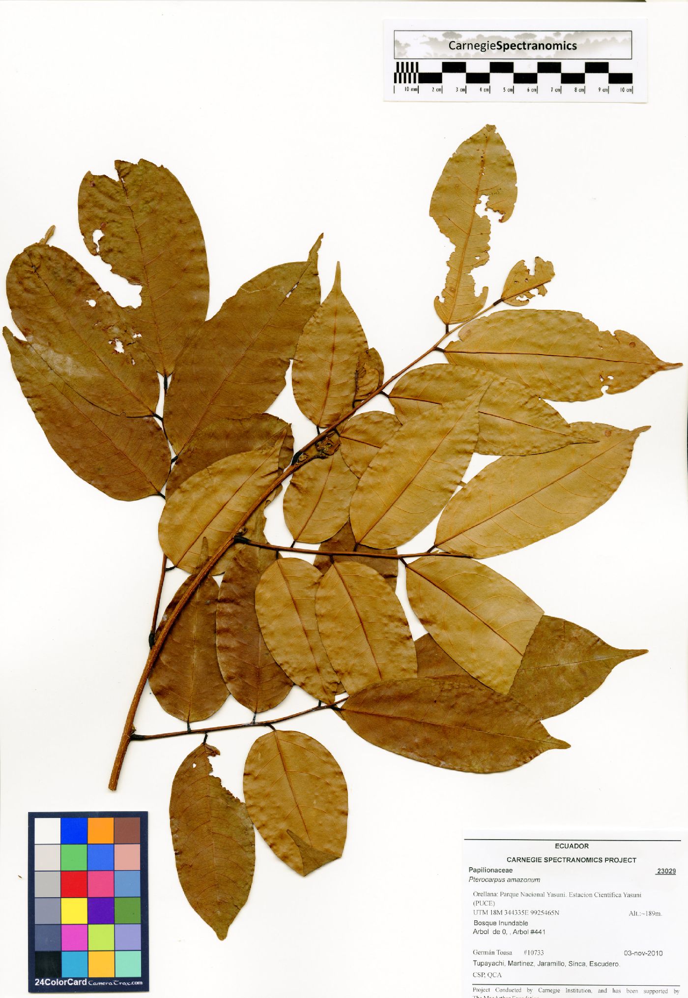 Pterocarpus amazonum image