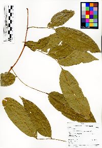 Pterocarpus rohrii image