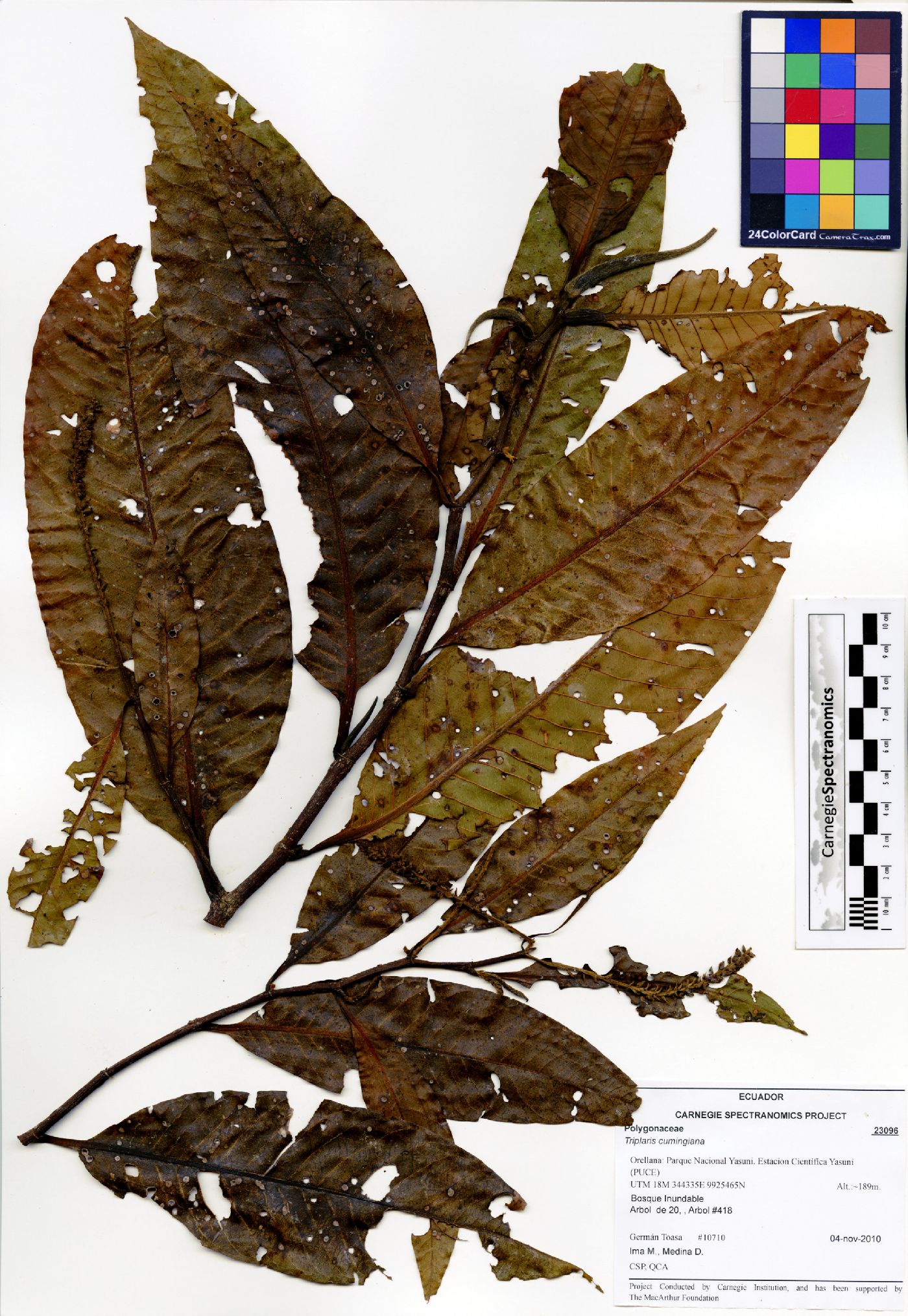Triplaris cumingiana image