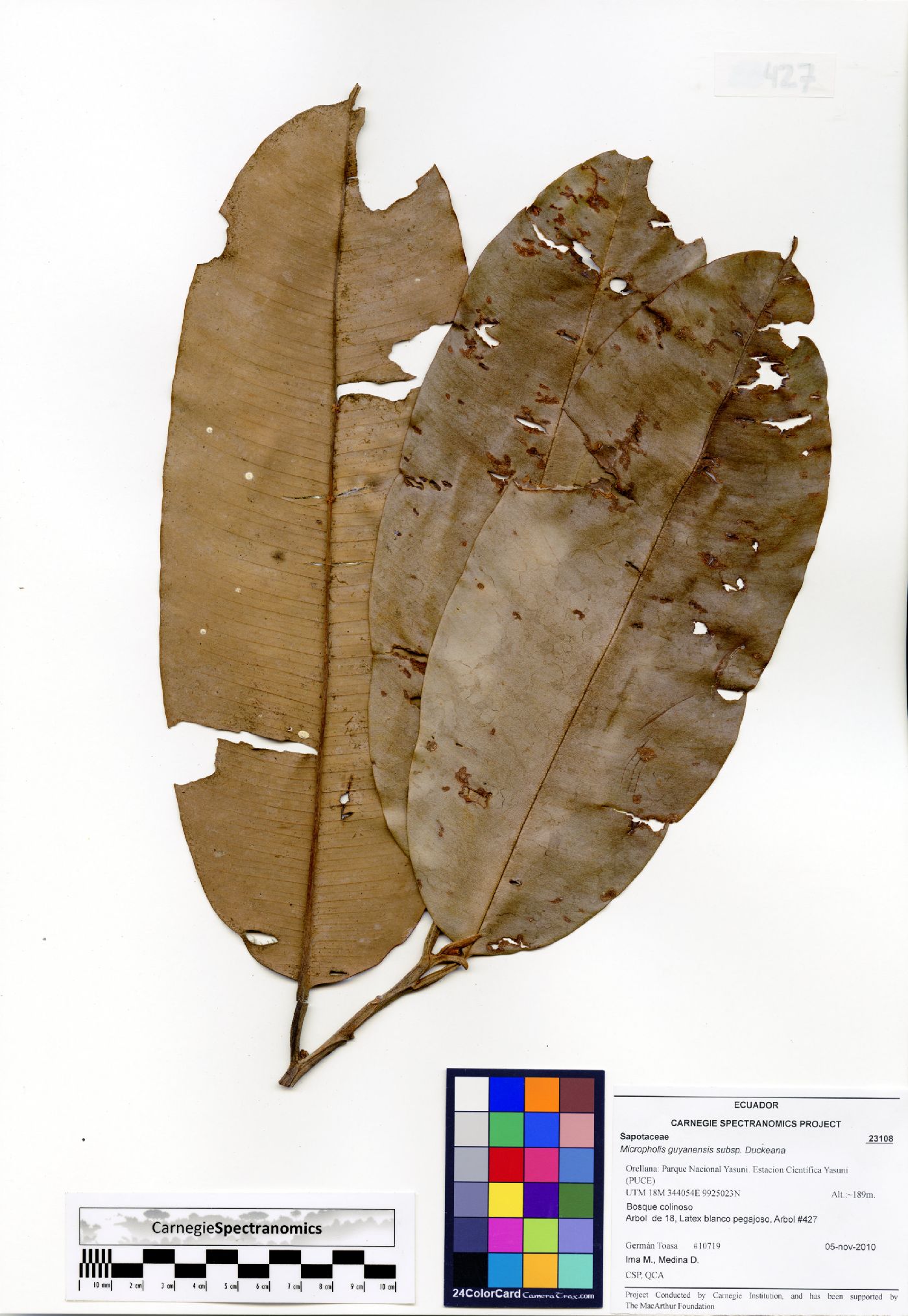 Micropholis guyanensis subsp. duckeana image