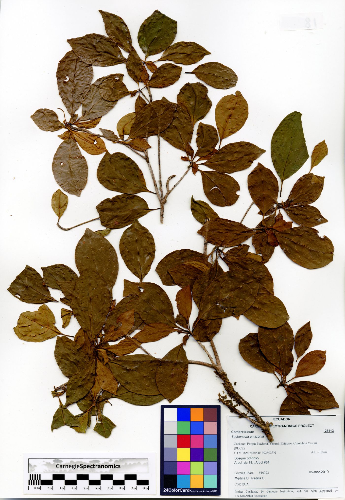 Terminalia viridiflora image