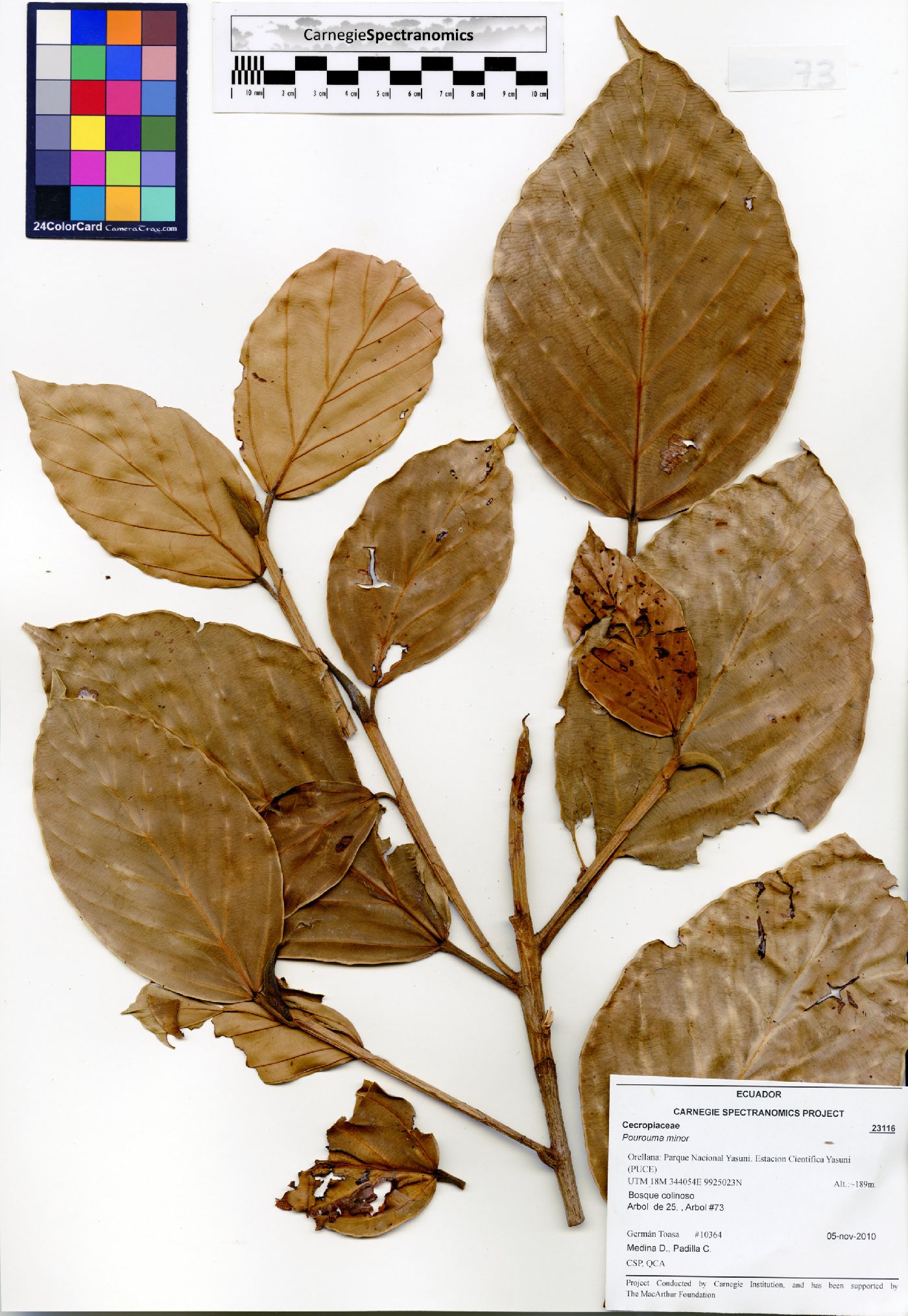 Pourouma minor image