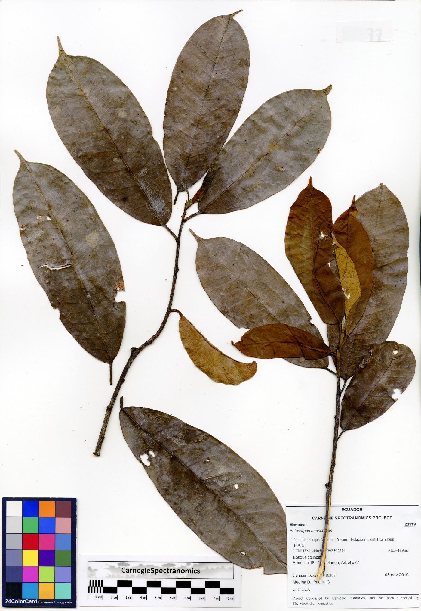 Batocarpus image