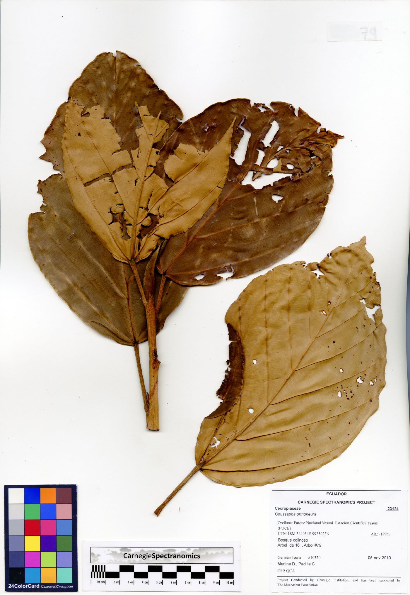 Coussapoa orthoneura image