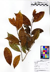 Hirtella excelsa image