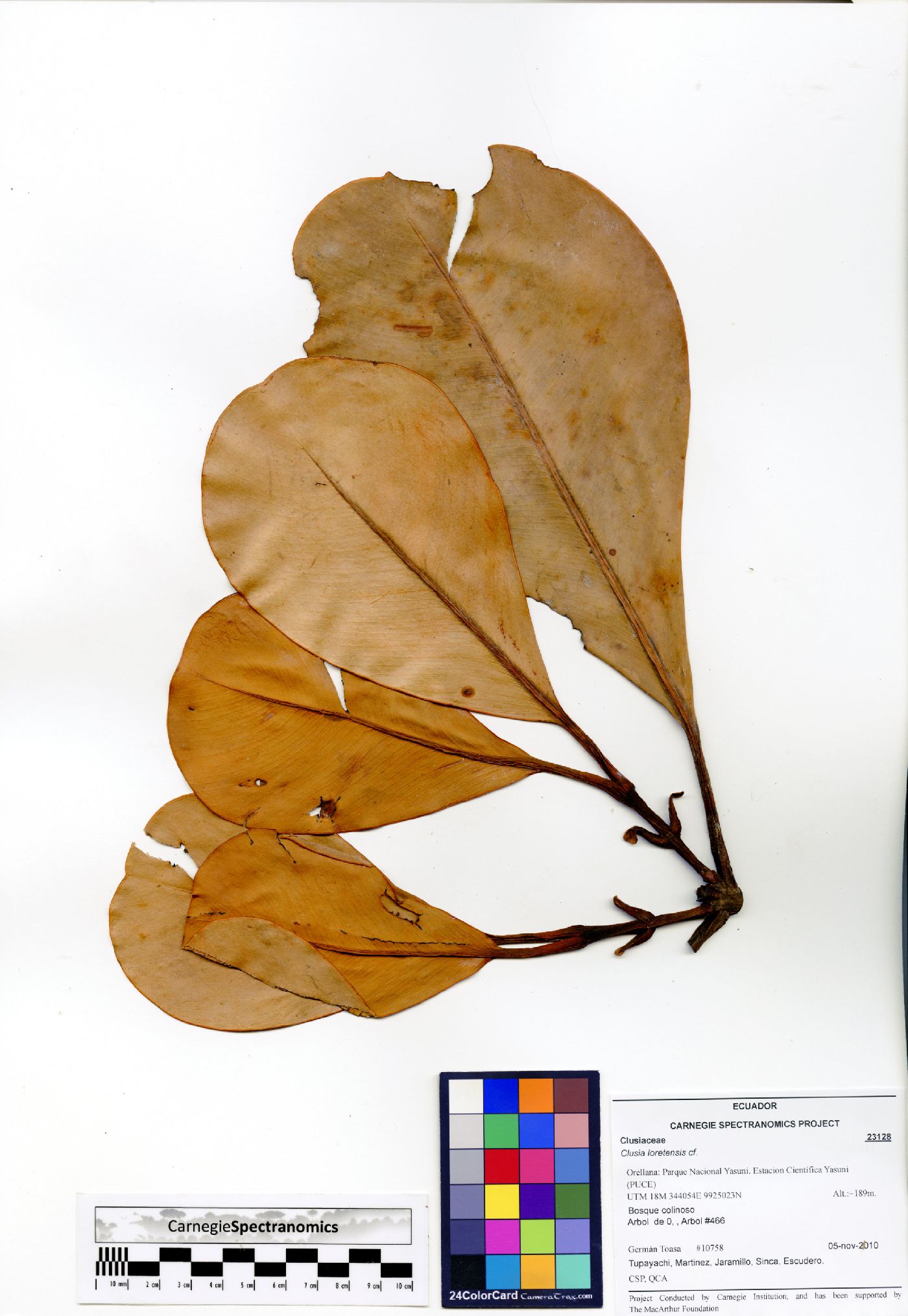 Clusia loretensis image