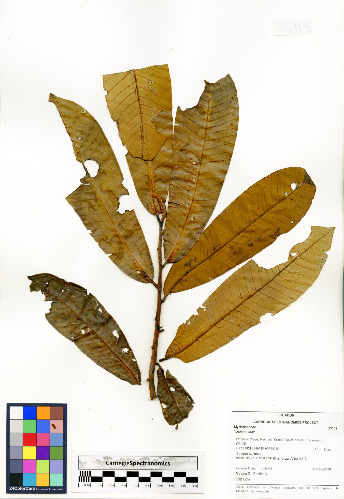 Virola pavonis image