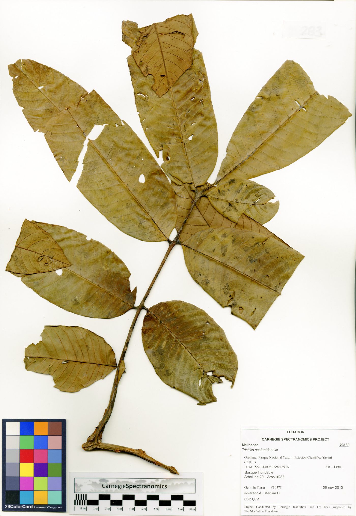 Trichilia septentrionalis image