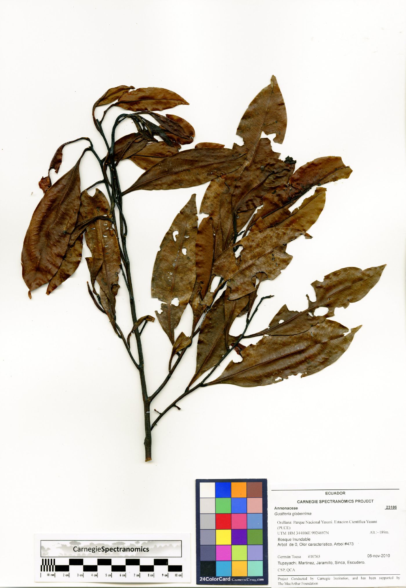 Guatteria modesta image