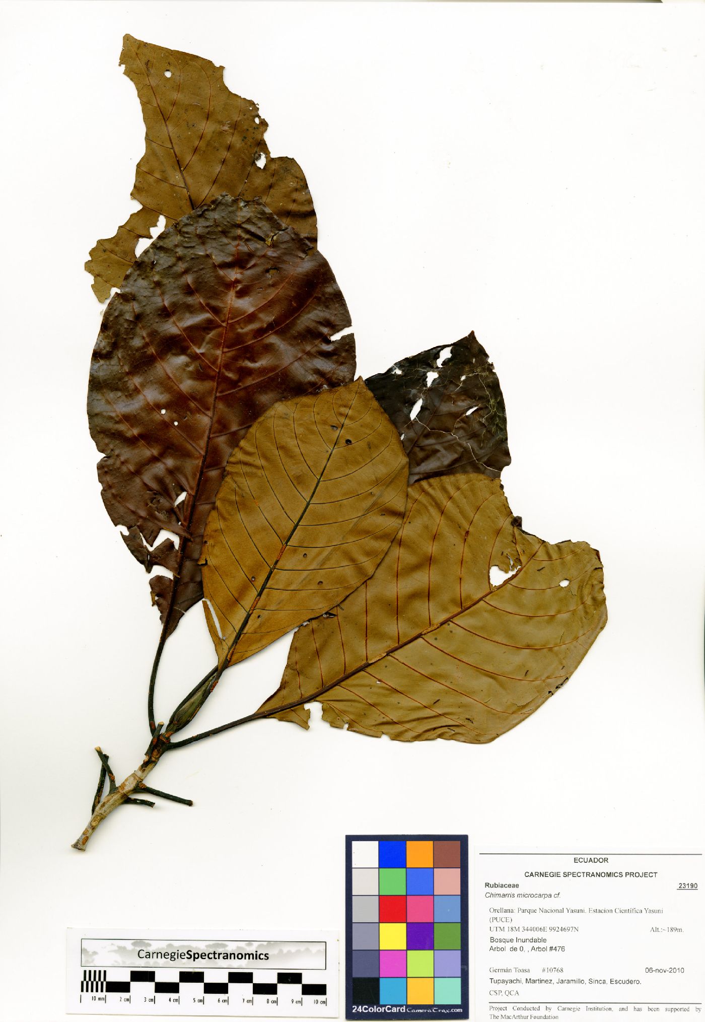 Chimarrhis microcarpa image