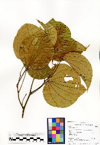 Bauhinia guianensis image
