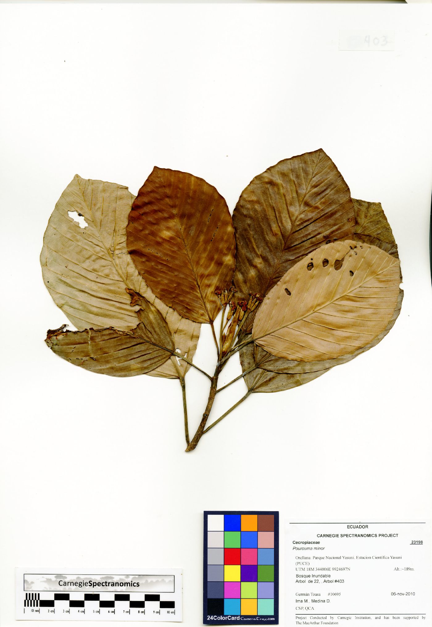 Pourouma minor image
