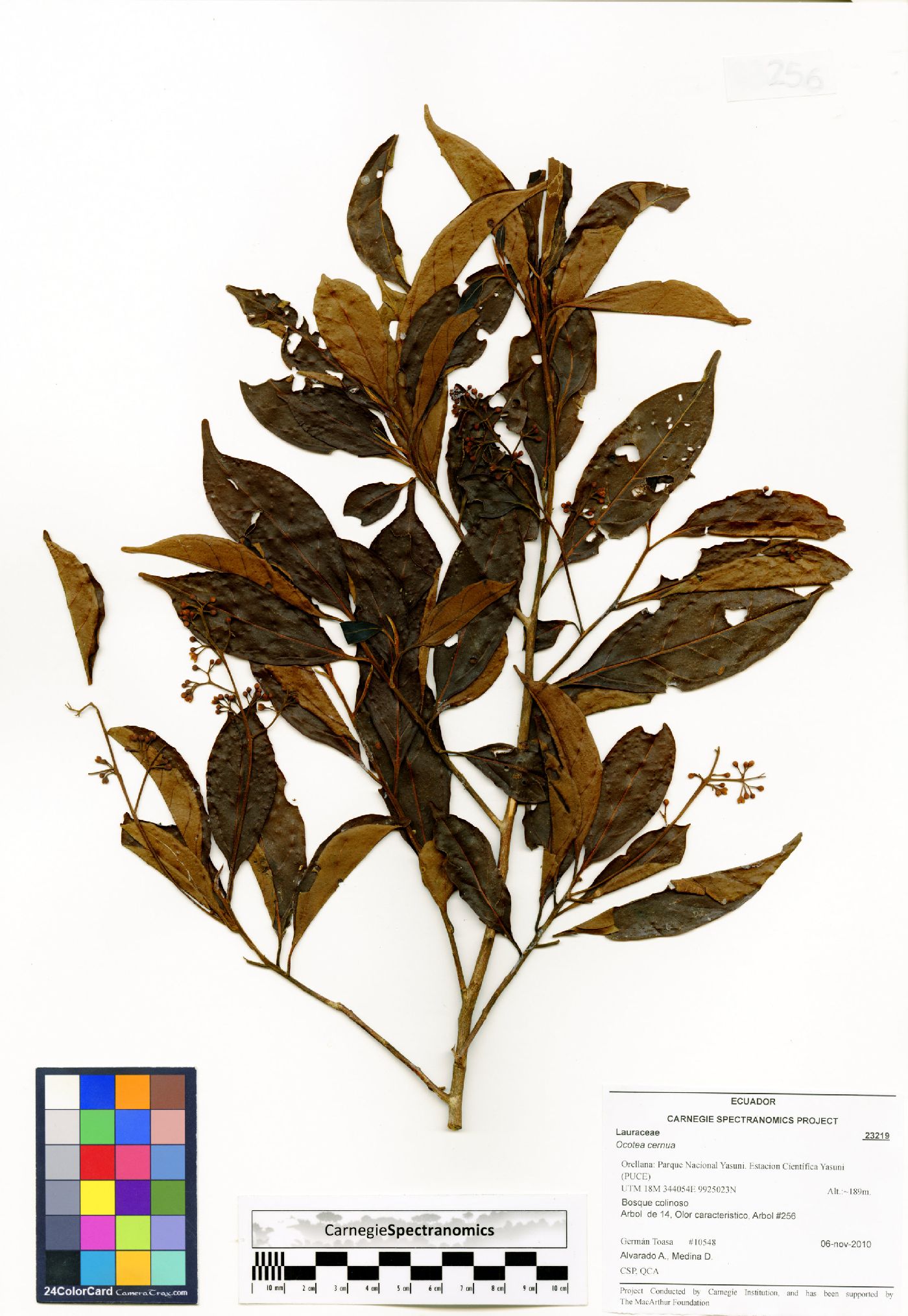 Ocotea cernua image