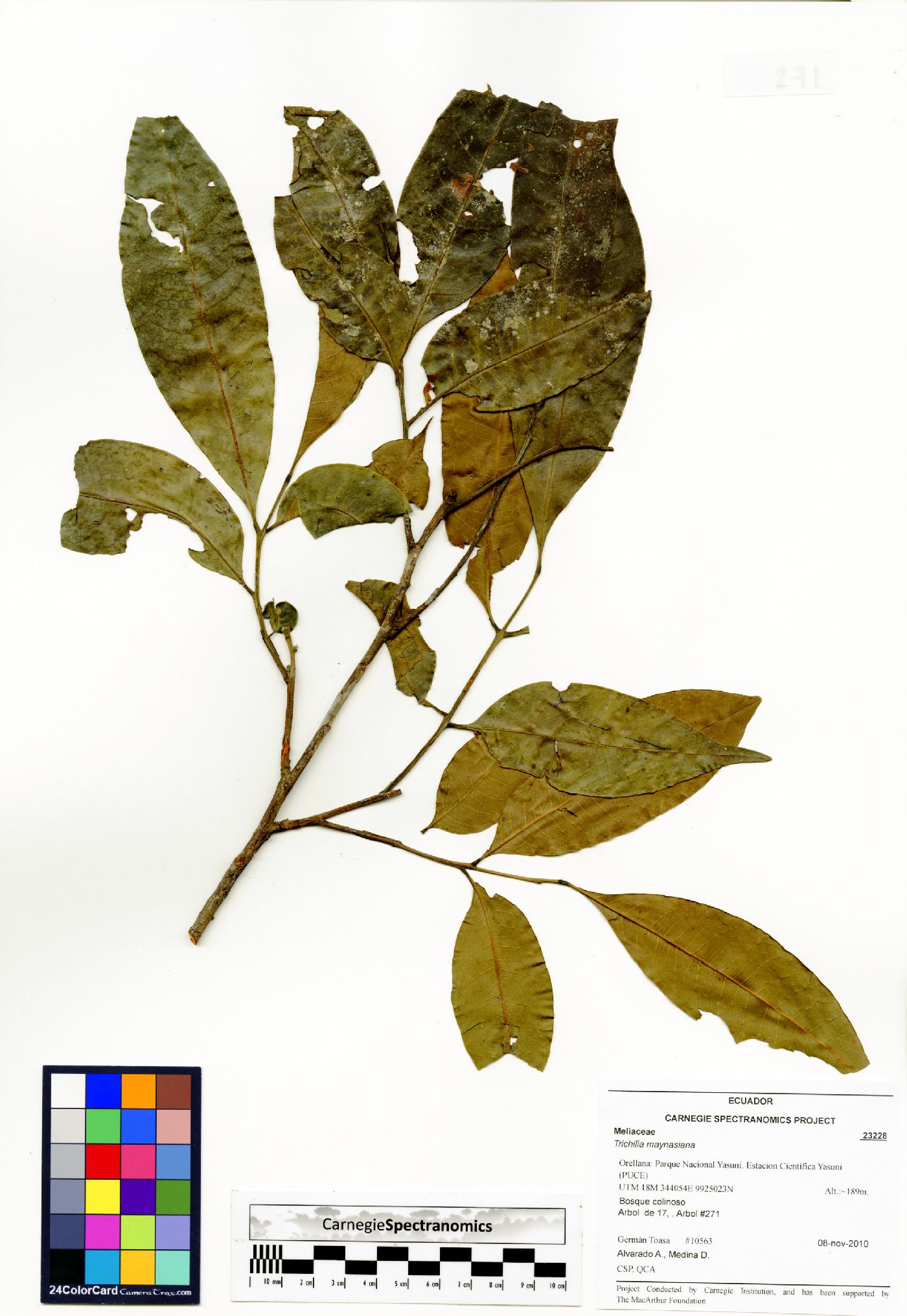 Trichilia maynasiana image