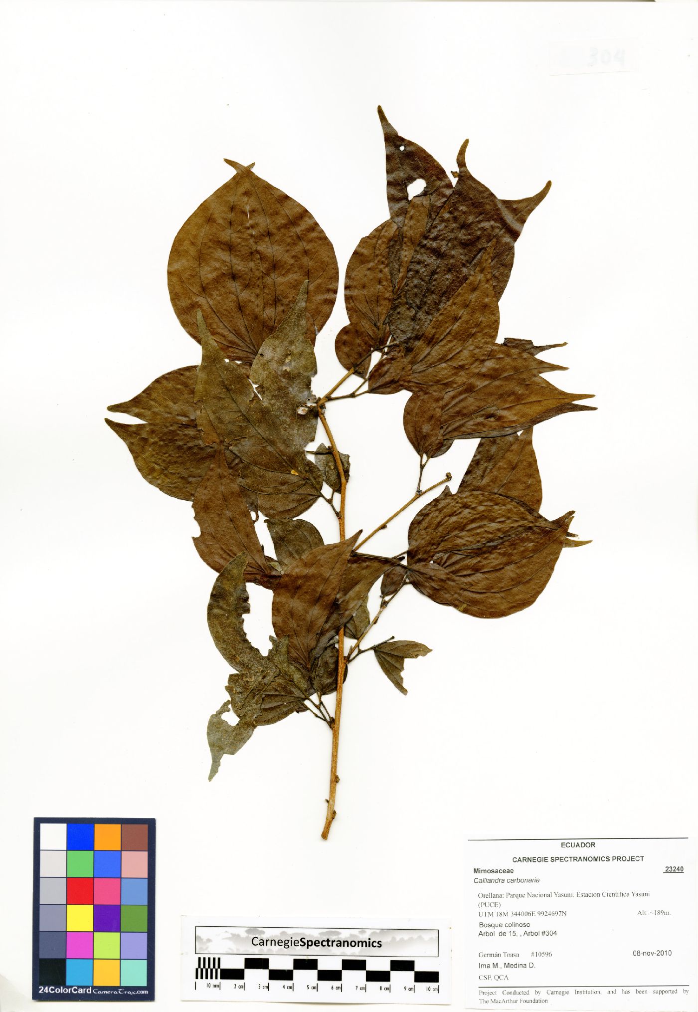 Calliandra trinervia var. carbonaria image