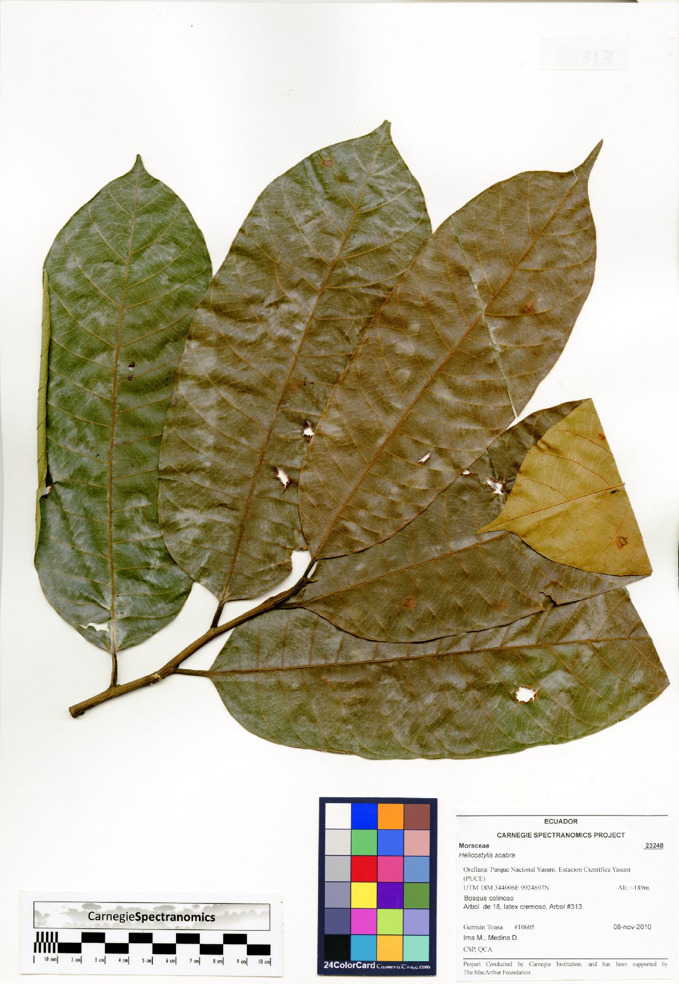 Helicostylis scabra image