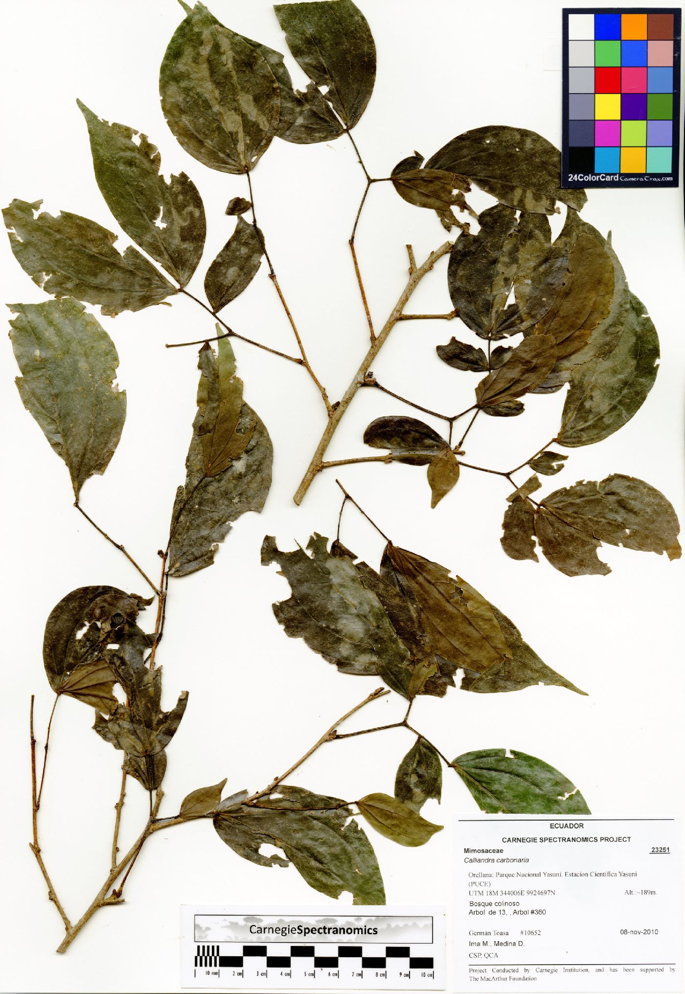 Calliandra trinervia var. carbonaria image