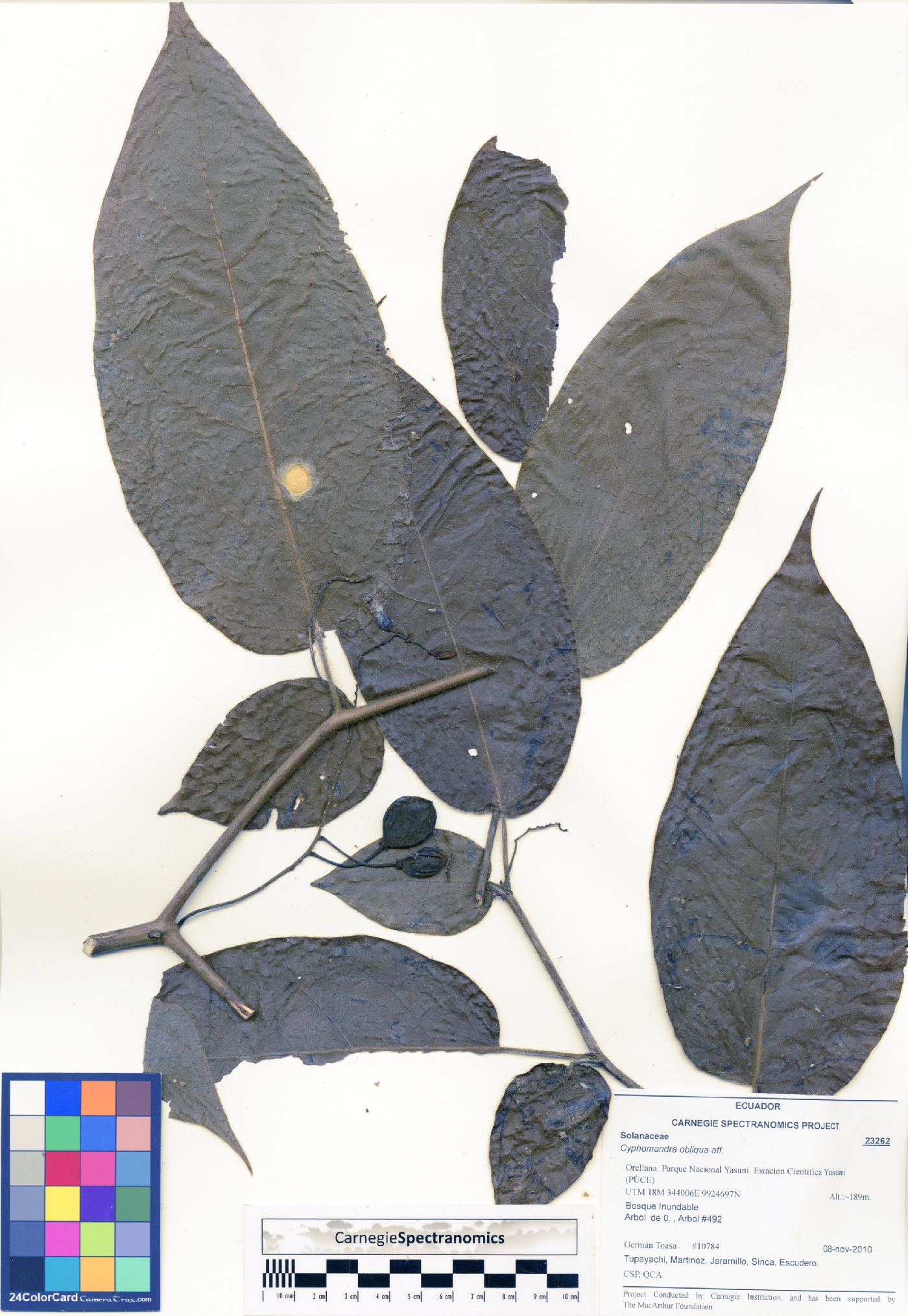 Solanum obliquum image