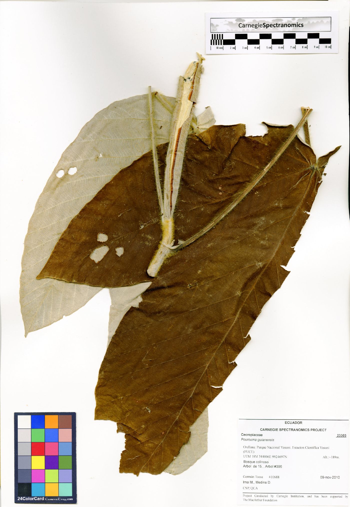 Pourouma guianensis image