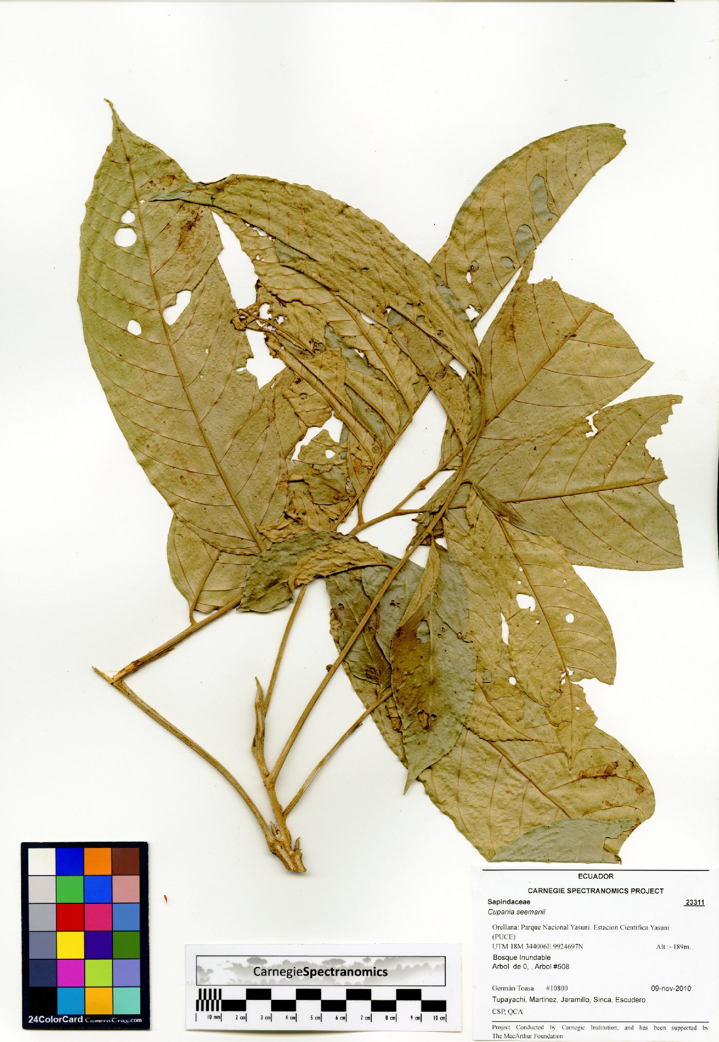 Cupania sylvatica image