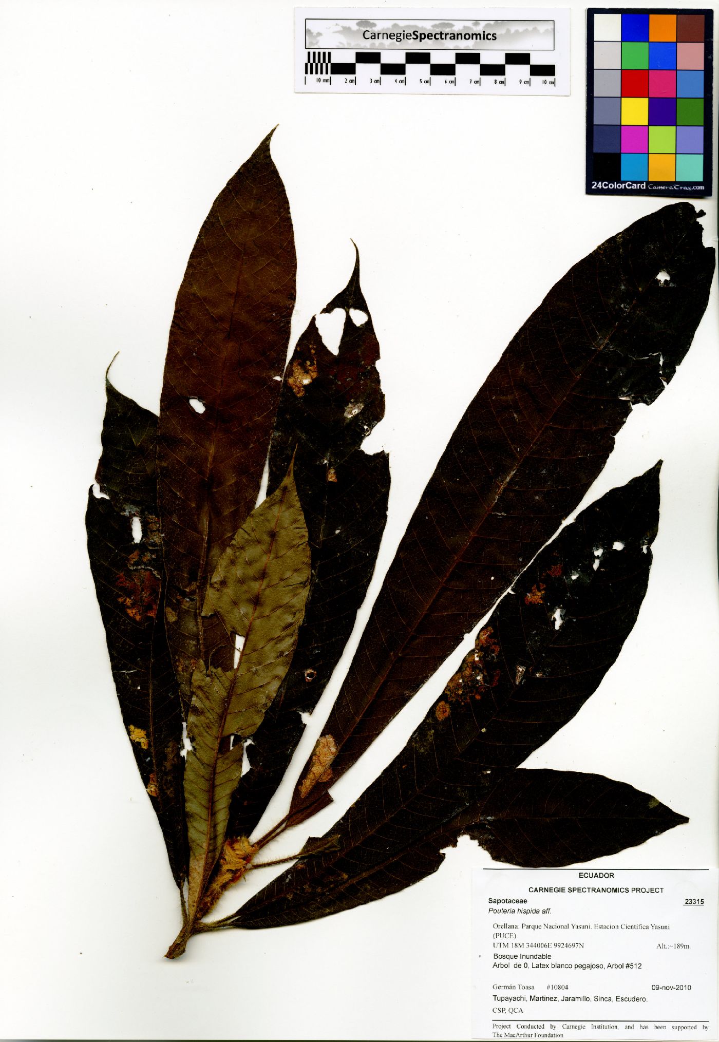 Pouteria hispida image