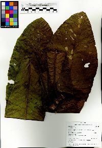 Image of Gustavia longifolia
