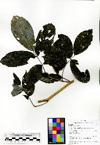 Machaerium cuspidatum image