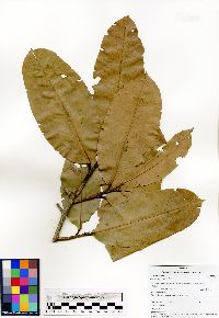 Image of Eschweilera juruensis