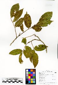 Myroxylon balsamum image