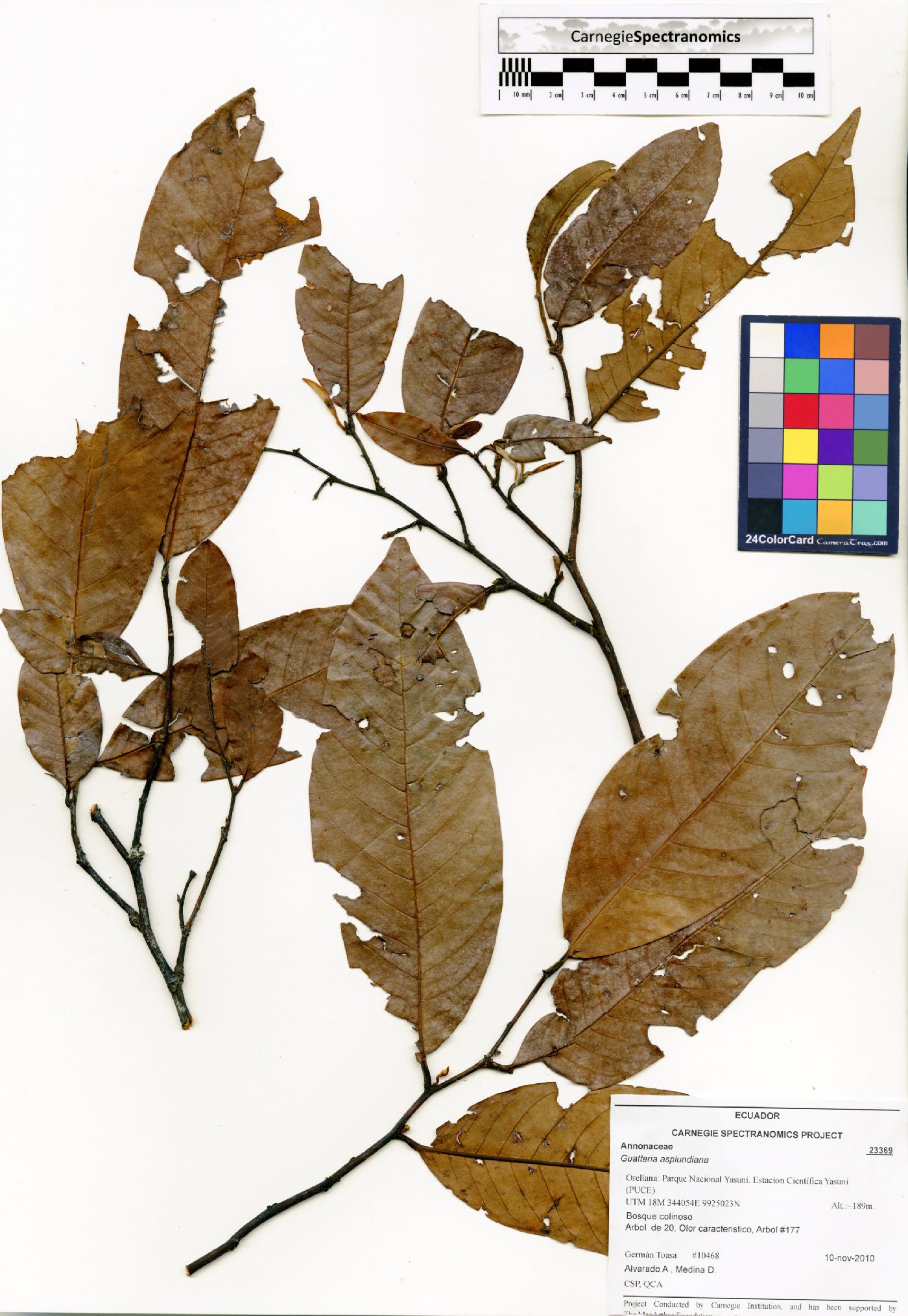 Guatteria asplundiana image