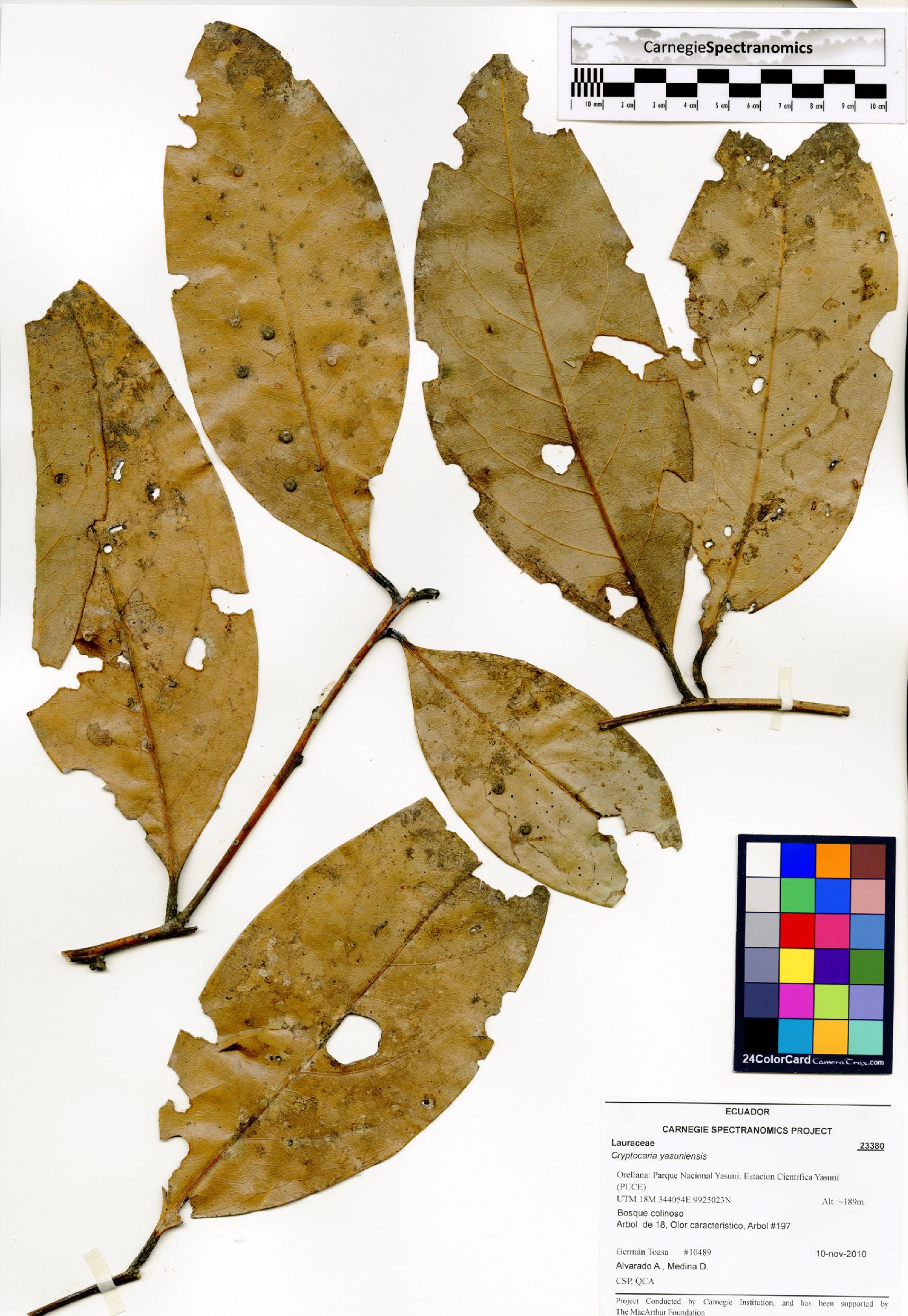 Cryptocarya yasuniensis image