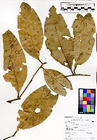 Media resource of Cryptocarya yasuniensis