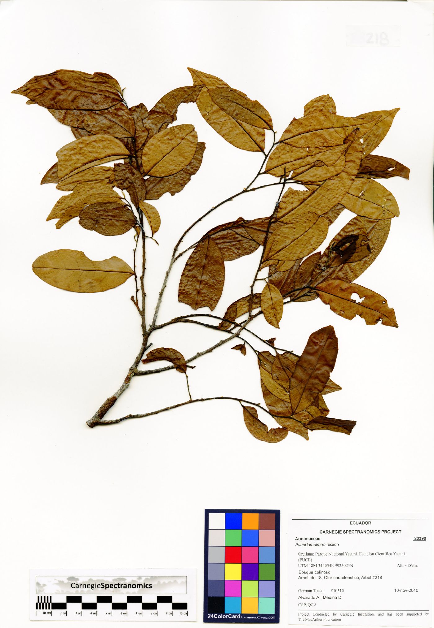 Pseudomalmea diclina image