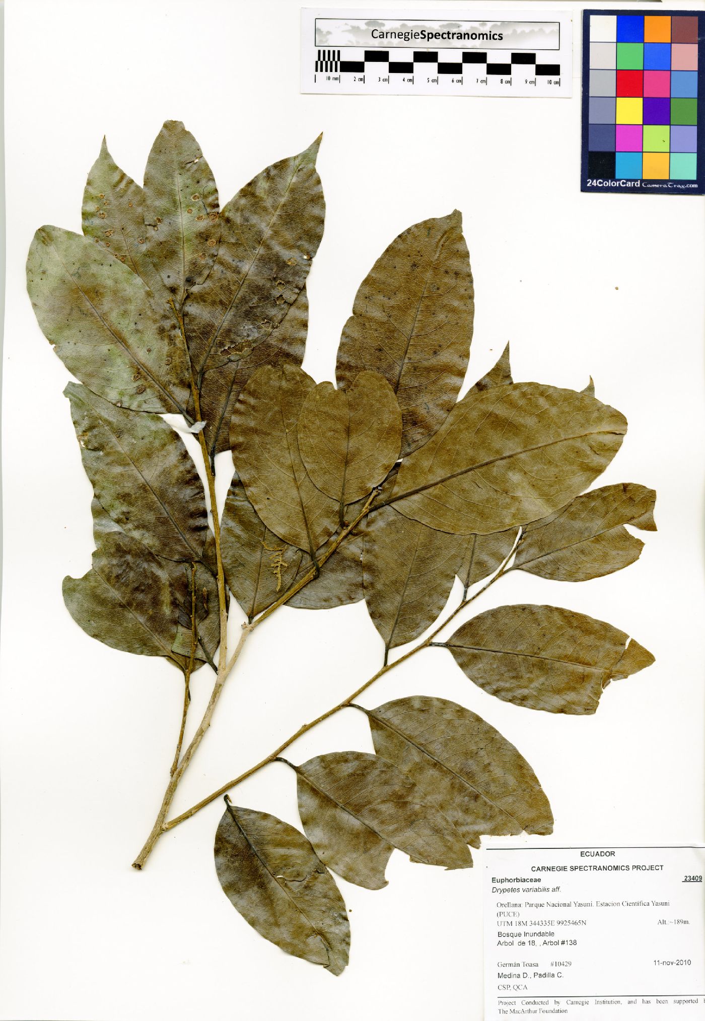 Drypetes variabilis image