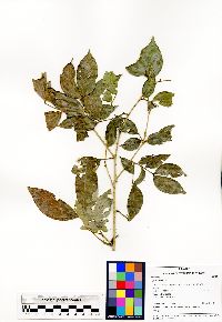 Image of Zygia cauliflora