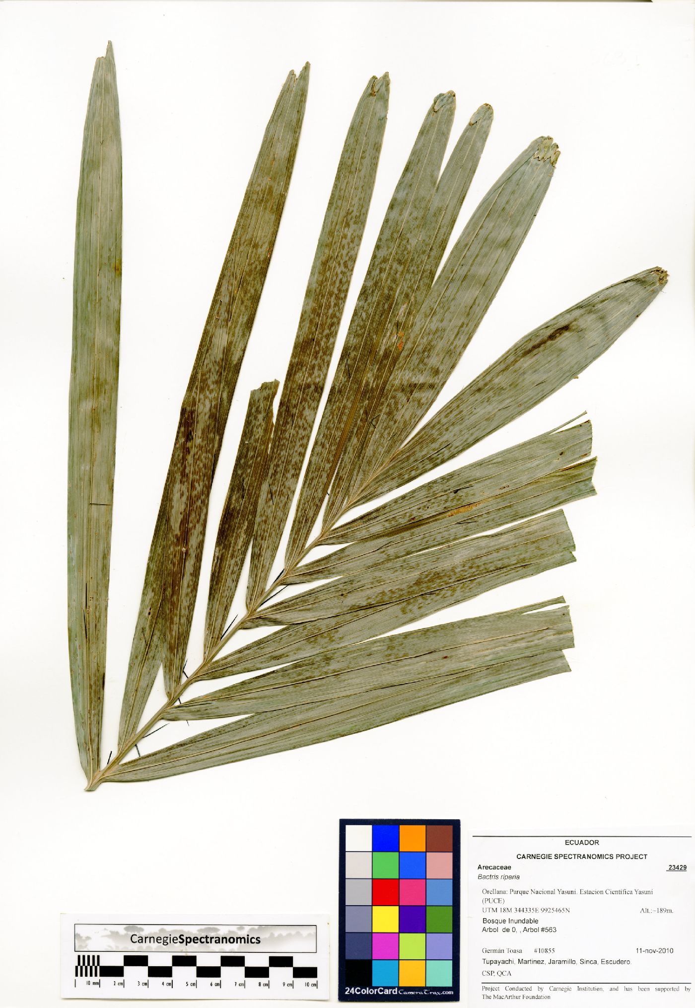 Bactris riparia image