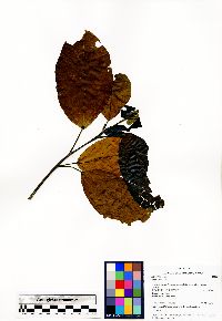 Alchornea latifolia image