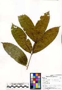 Guarea carinata image