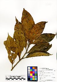 Ocotea argyrophylla image